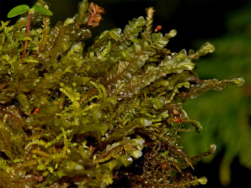 Plagiochila porelloides var. porelloides
